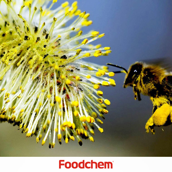 Pólen de abelha fabricantes
