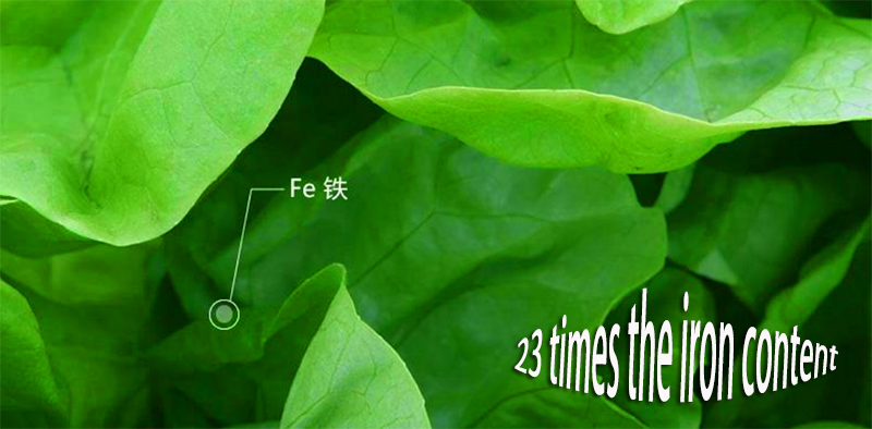 螺旋藻的铁含量是菠菜的23倍