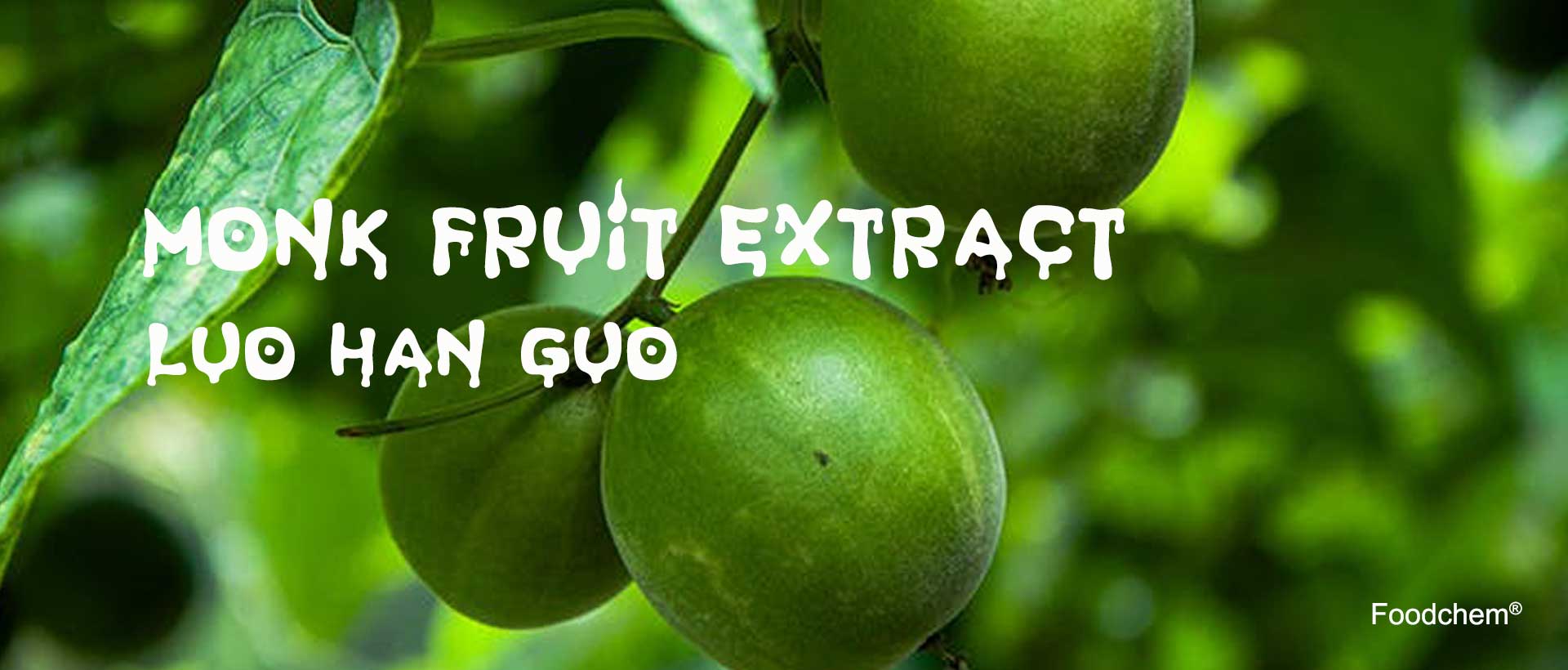 Monk Fruit Extract supplier